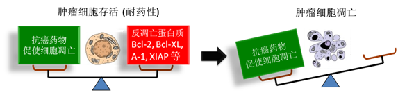 图 1：肿瘤细胞通过反凋零蛋白产生耐药性，对反凋零蛋白的抑制将改变平衡，消除肿瘤耐药性。