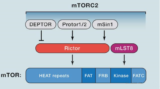 mTORC2的组成蛋白主要有Rictor、mSin1、mSLT8和Protor等