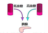 调节血糖稳态，GK负重前行