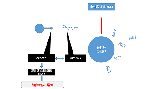 除了单纯的捕获，NET DNA与CCDC-25的结合还增强了癌细胞的侵袭行为，促进了癌症的肝转移。