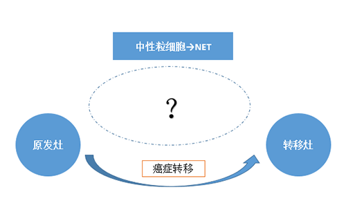 NET可能会通过某些方式“捕获”或“唤醒”癌细胞，从而造成癌细胞的迁移。