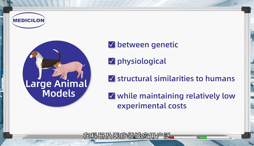 大型动物模型： 各种疾病研究的必要工具