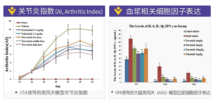人生就是博诱导的类风湿性关节炎模型-2.png 人生就是博诱导的类风湿性关节炎模型-2.png