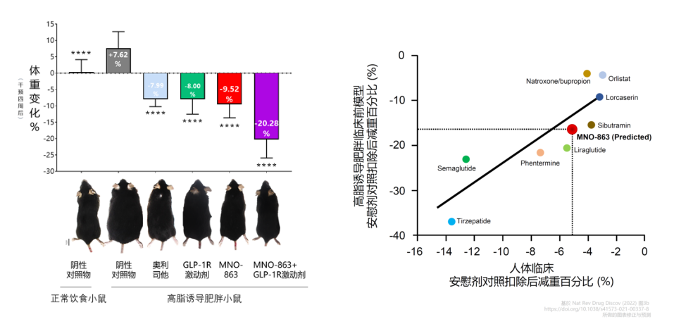 4周降低近10%体重！人生就是博助力慕恩生物MNO-863活菌生物药获批临床