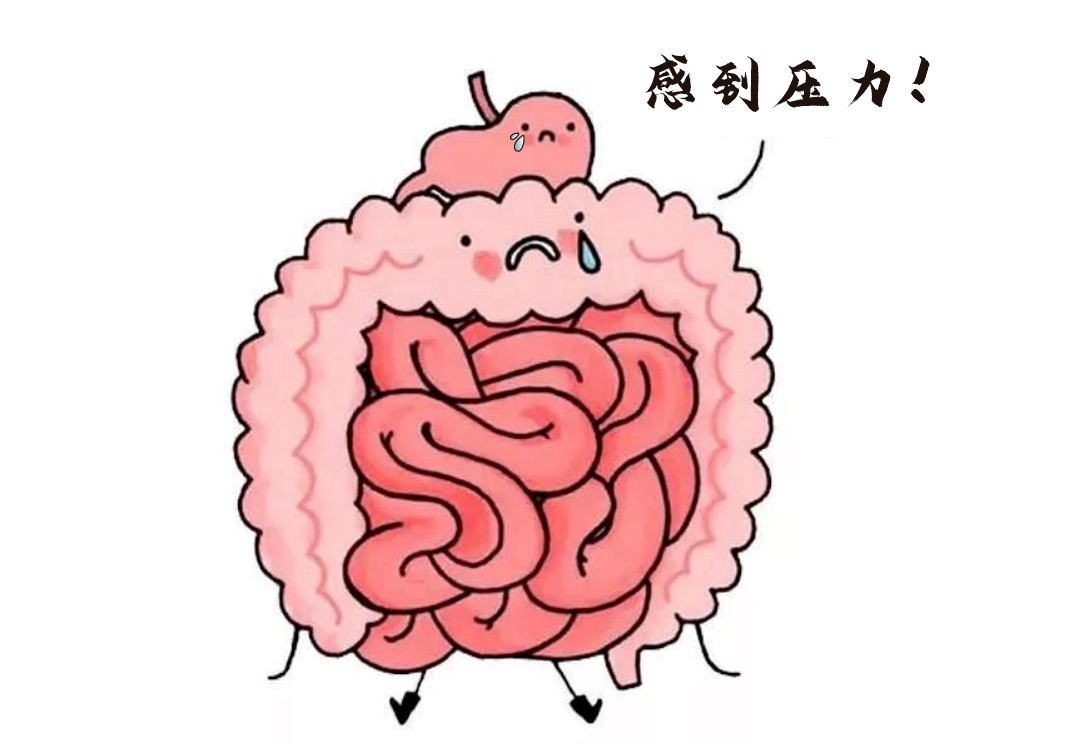肠道不仅是消化器官，更是“情绪隐形指挥官”。.webp